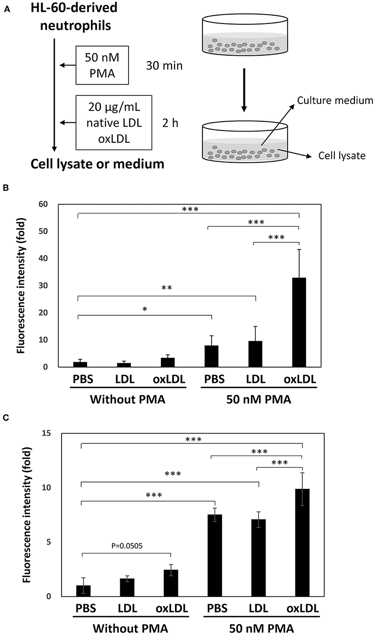 Frontiers Cooperative Action Of Oxidized Low Density