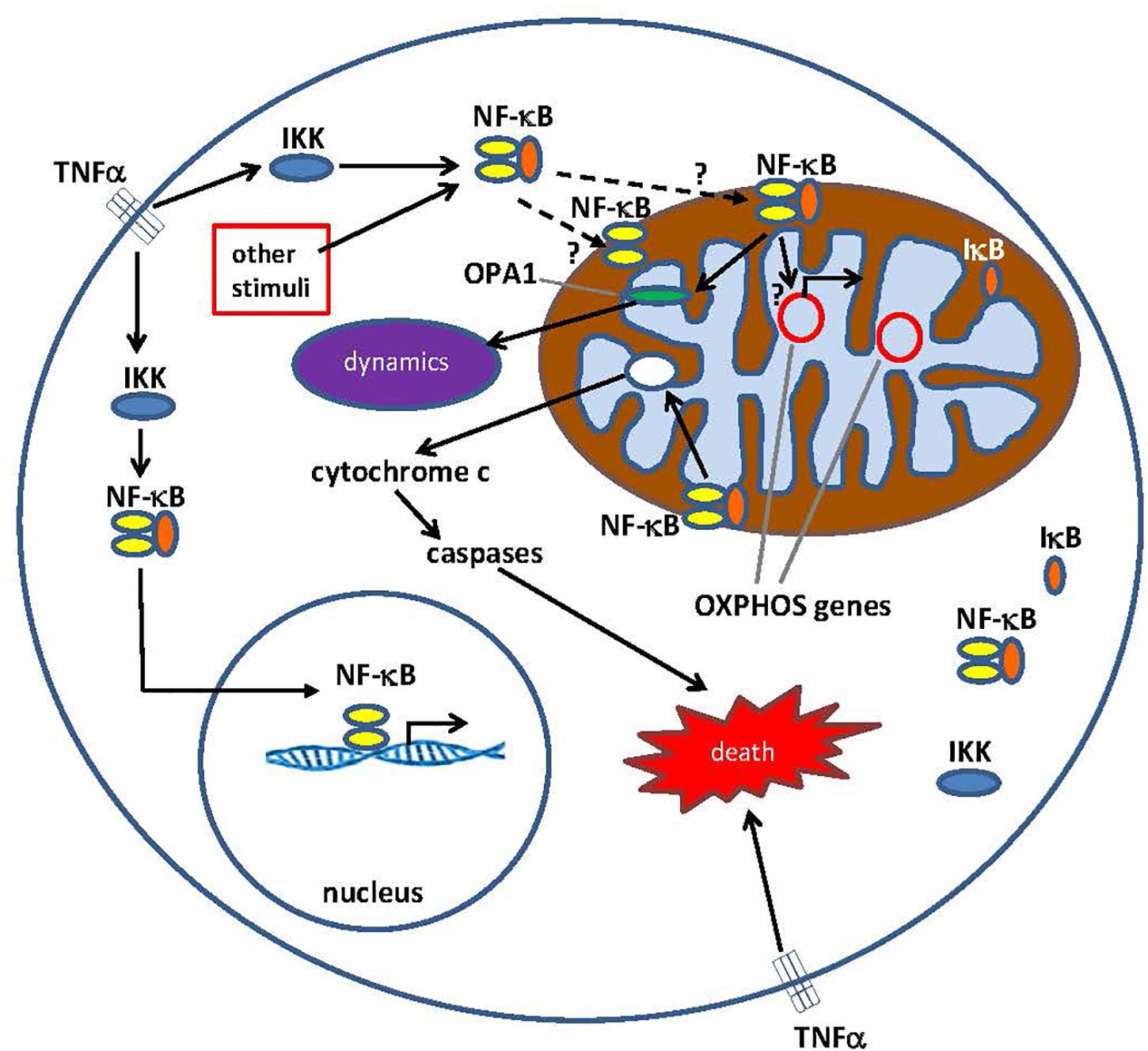 Frontiers | What Is Nuclear Factor Kappa B (NF-κB) Doing in and the Mitochondrion?