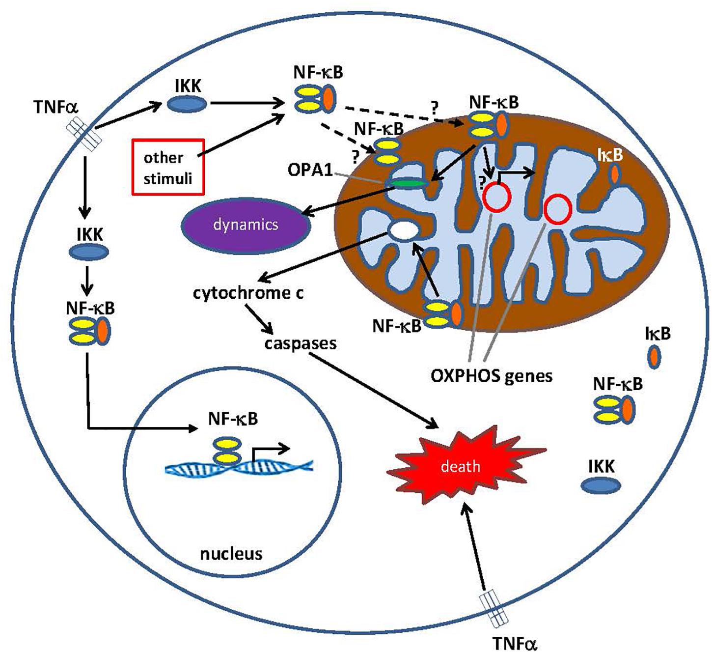 En smule kaffe Modstand Frontiers | What Is Nuclear Factor Kappa B (NF-κB) Doing in and to the  Mitochondrion?