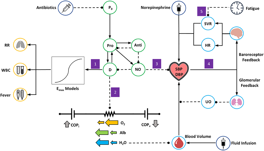 A Whole-Body Mathematical Model of Sepsis Progression and Treatment Designed in the BioGears Physiology Engine