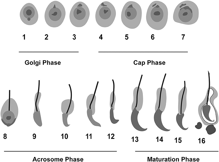 Sperm Games Gio