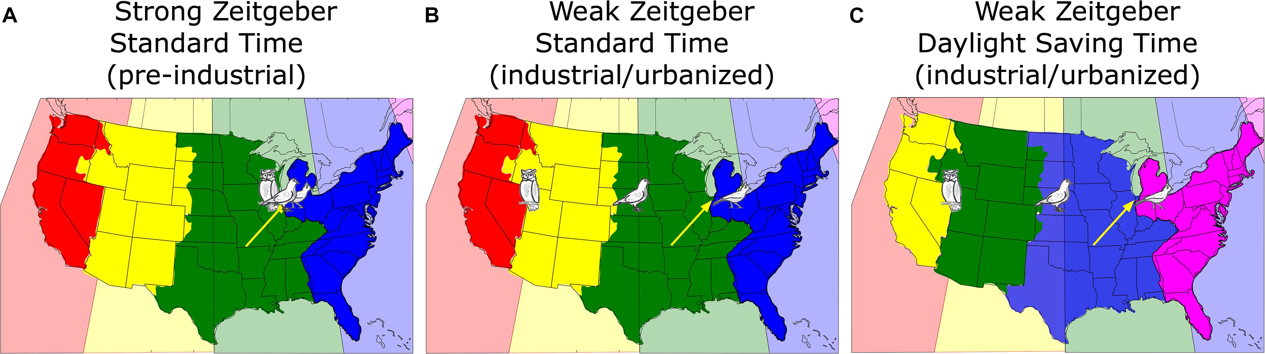 Frontiers | Daylight Saving Time and Artificial Zones – A Battle Between Biological and Social