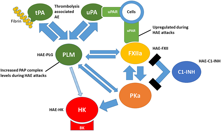 Frontiers Plasminflammation An Emerging Pathway To Bradykinin Production Immunology