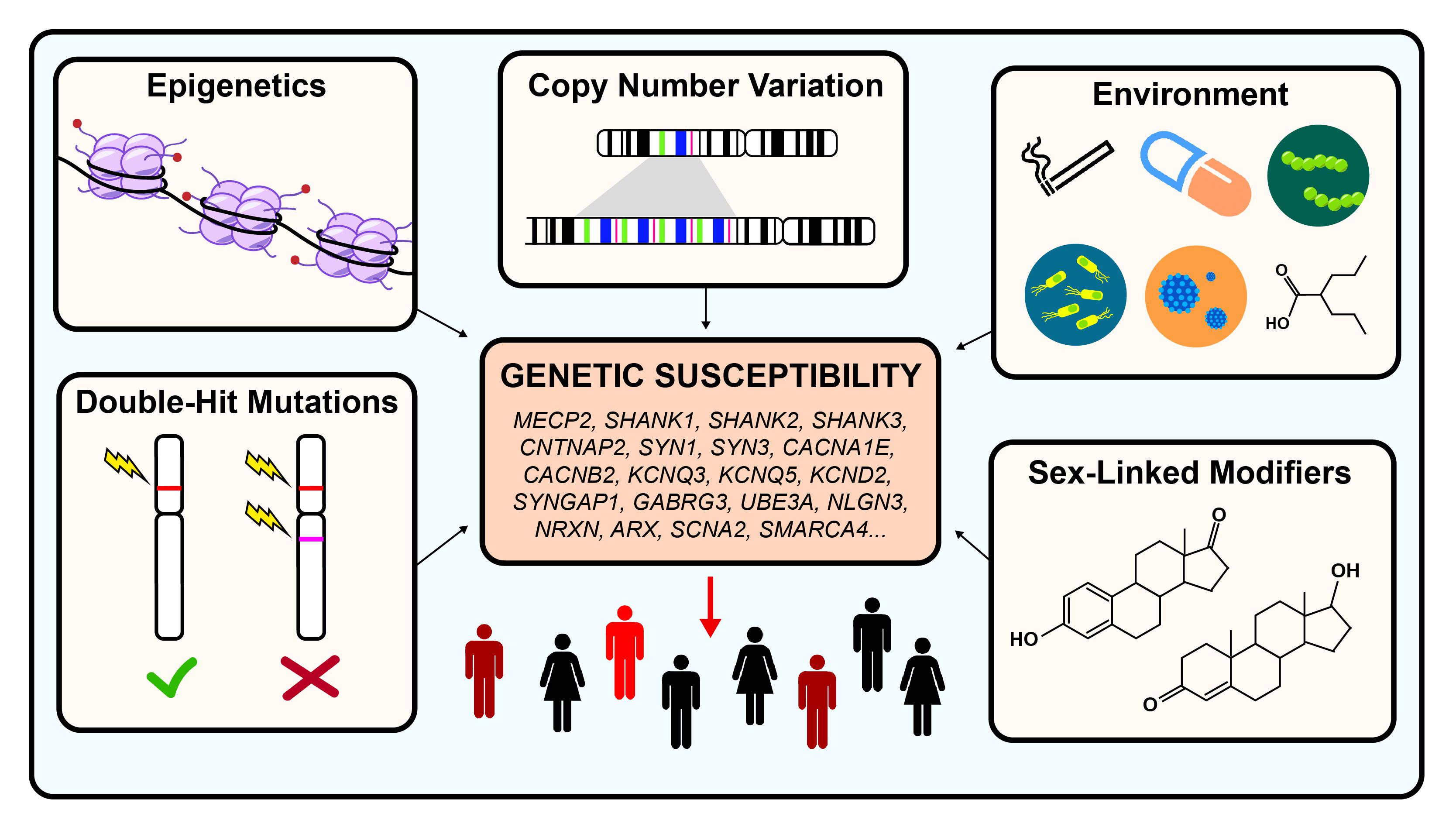 Frontiers Genetic Causes And Modifiers Of Autism Spectrum Disorder Cellular Neuroscience