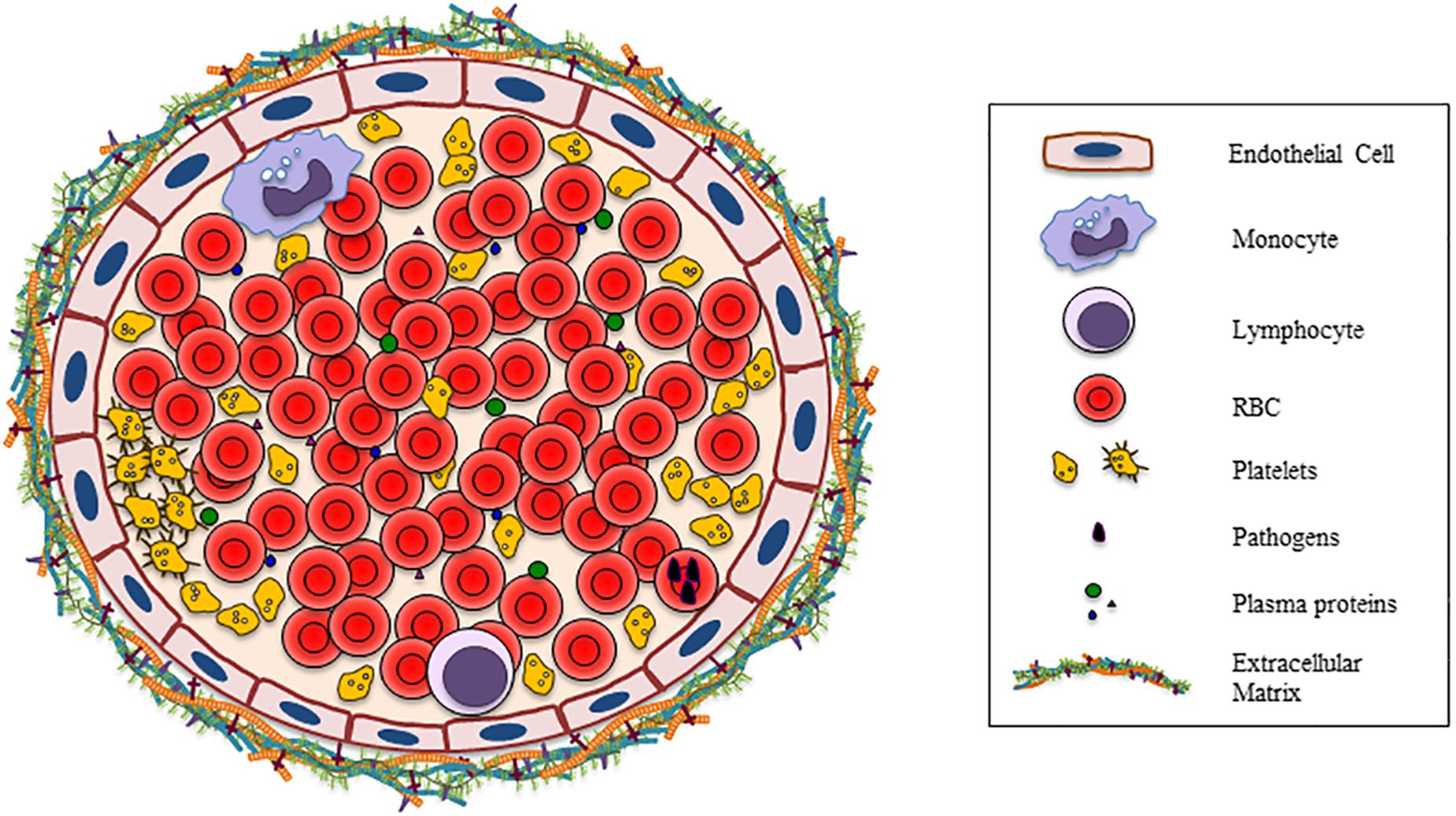 white blood cell parts