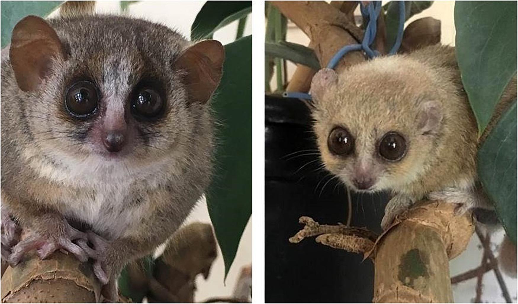 Frontiers The Biological Clock In Gray Mouse Lemur Adaptive Evolutionary And Aging Considerations In An Emerging Non Human Primate Model Physiology