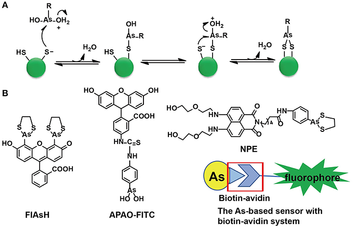 Chemical tags for labeling proteins inside living cells