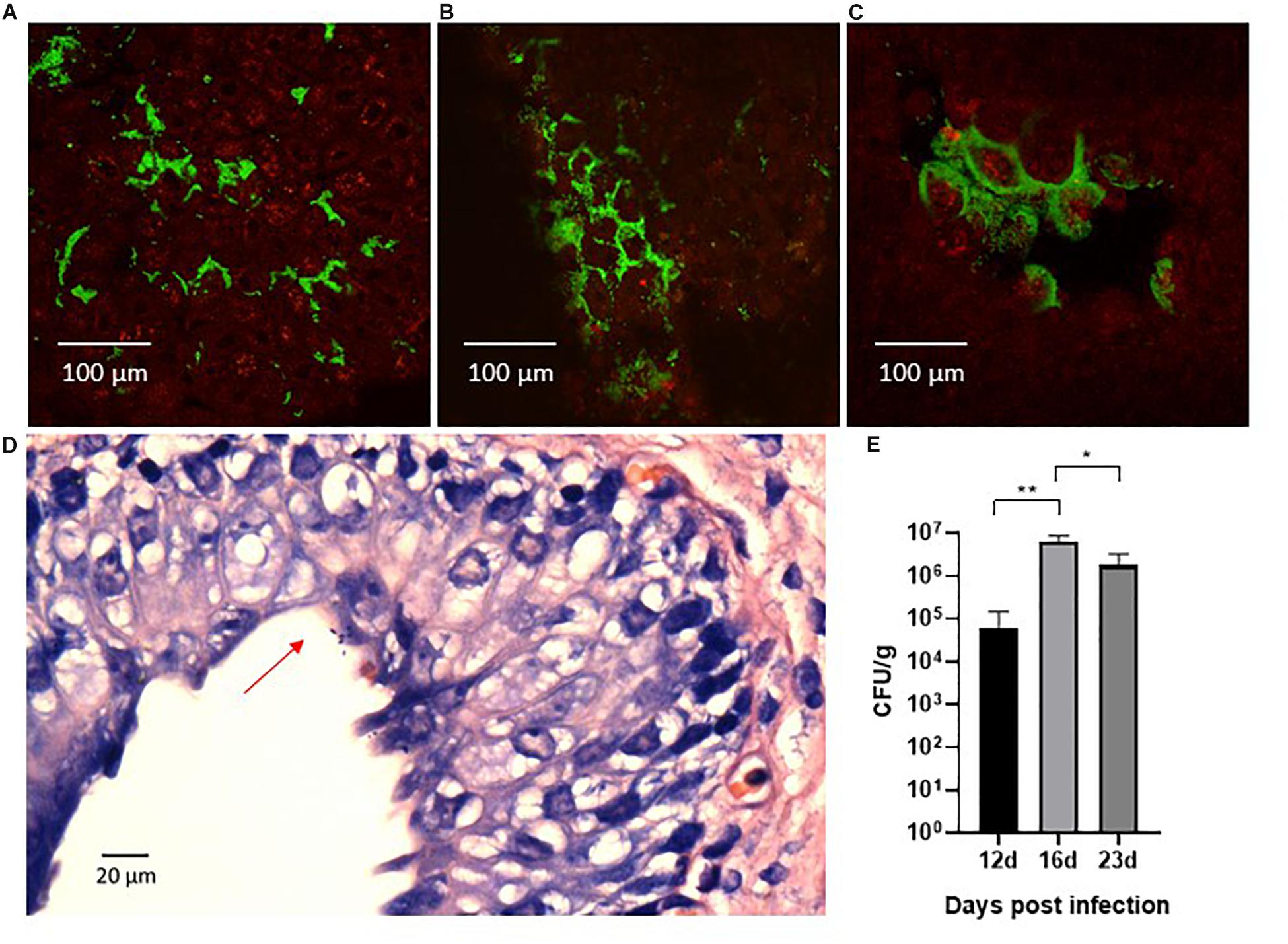 Frontiers | A Porcine Model for Urinary Tract Infection