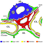 Frontiers | Mycobacterium tuberculosis Primary Infection and ...