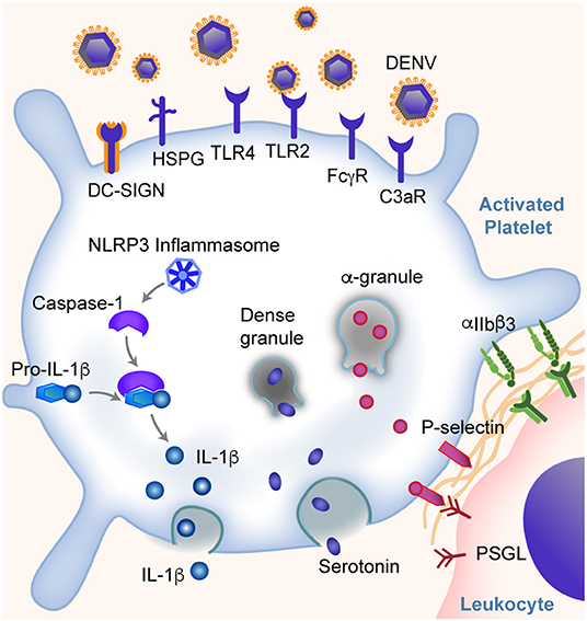 Frontiers The Era Of Thromboinflammation Platelets Are Dynamic Sensors And Effector Cells During Infectious Diseases Immunology thromboinflammation platelets