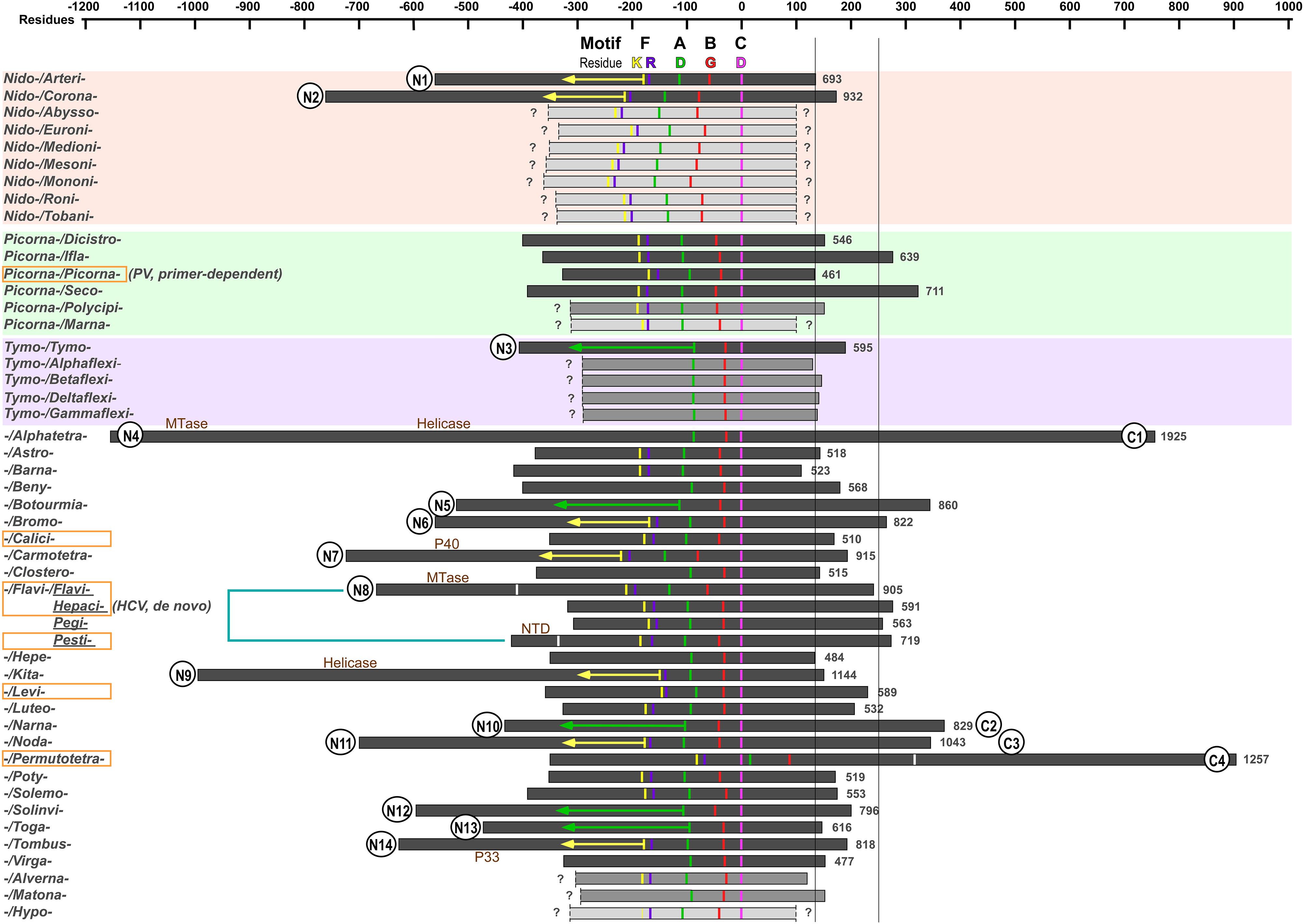 Frontiers A Structure Function Diversity Survey Of The Rna Dependent Rna Polymerases From The Positive Strand Rna Viruses Microbiology Frontiers A Structure Function Diversity Survey Of The Rna Dependent Rna Polymerases From The Positive Strand Rna Viruses Microbiology