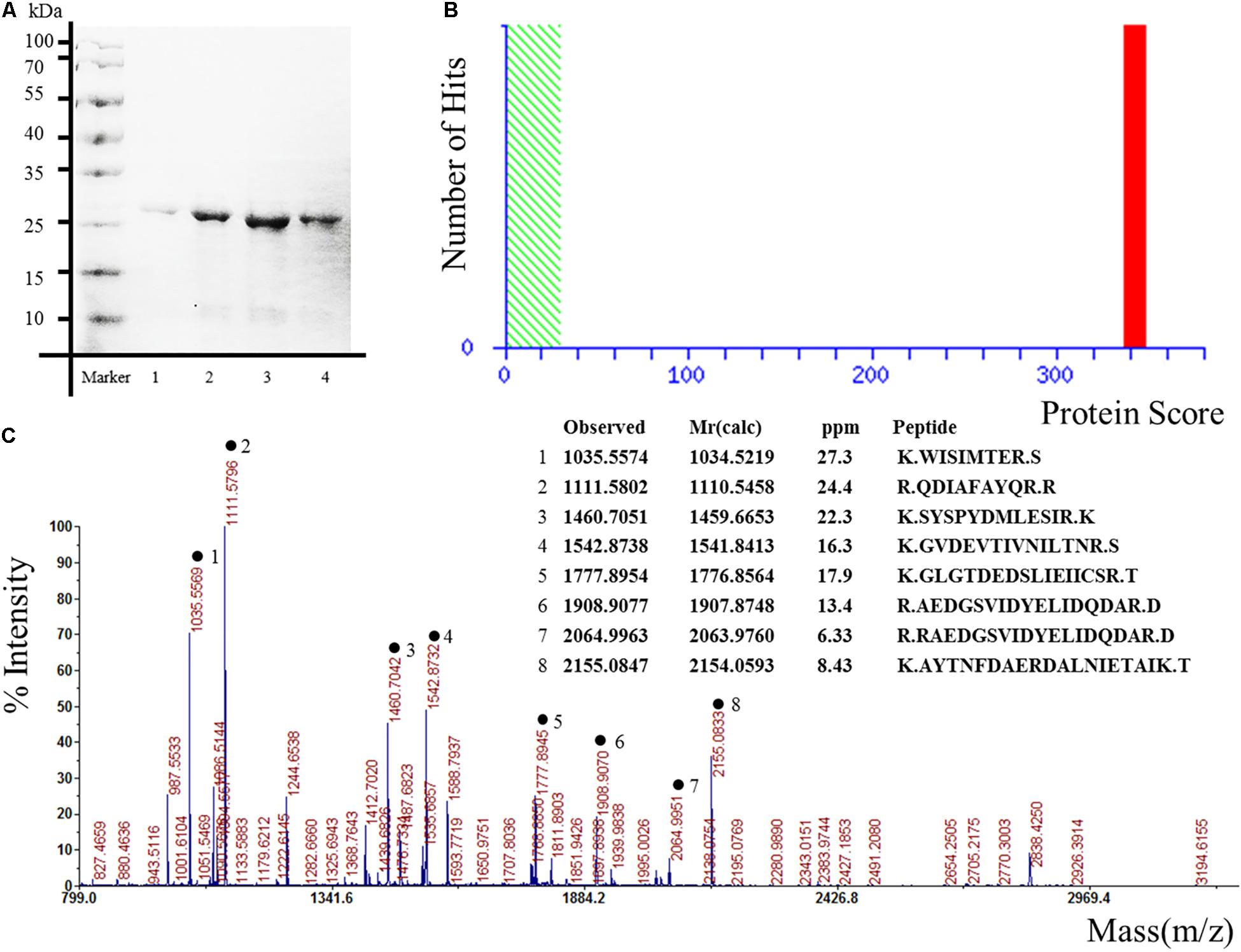 C-peptid és sebkezelés