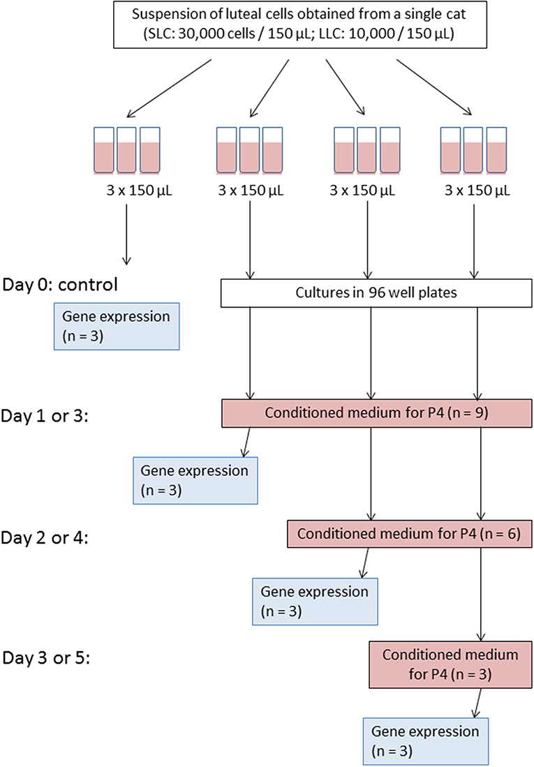 Frontiers  Functional and Morphological Characterization of Small and  Large Steroidogenic Luteal Cells From Domestic Cats Before and During  Culture