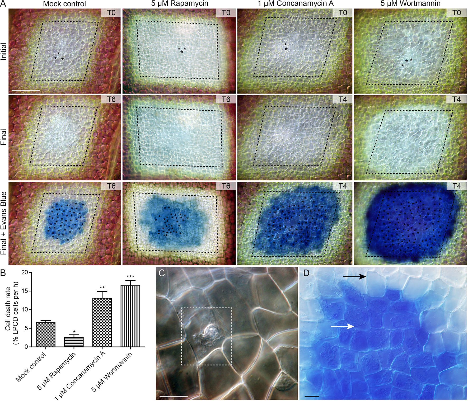 evans blue staining plant cells