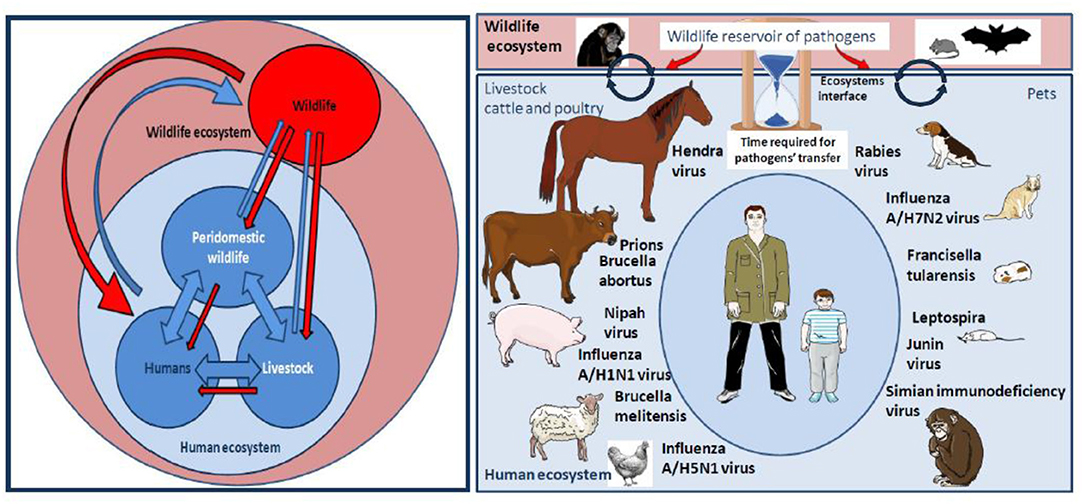 Frontiers Infectious Disease Risk Across The Growing Human Non Human Primate Interface A Review Of The Evidence Public Health