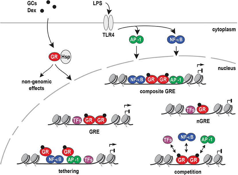 | Fighting the Fire: of Inflammatory Gene Regulation by Glucocorticoid Receptor