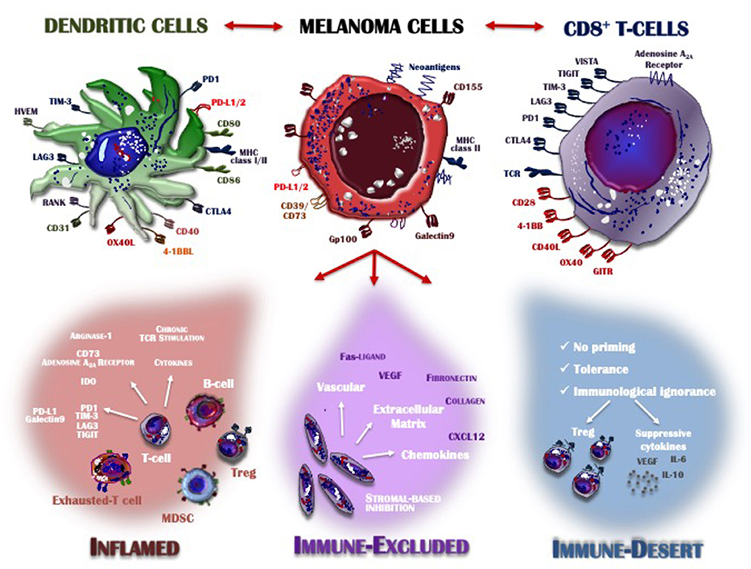 How melanoma evades the immune system
