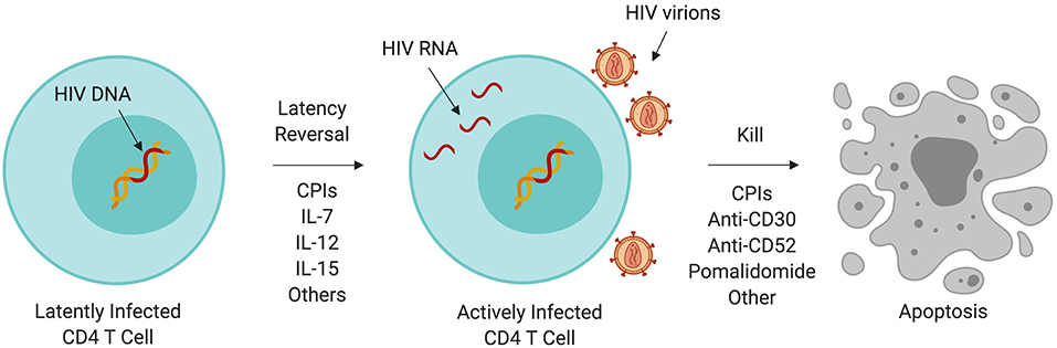 papilloma vírus és HIV