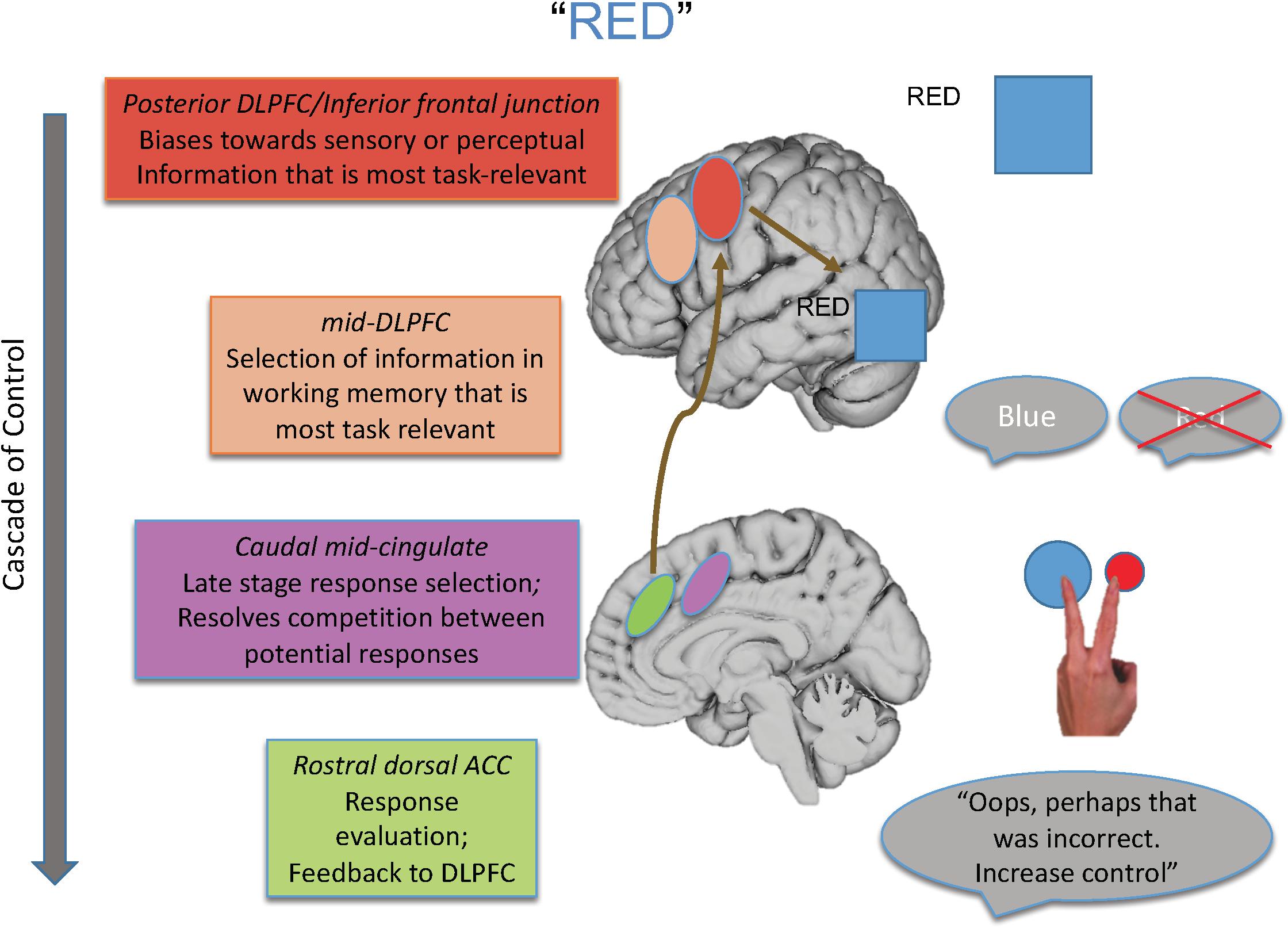 research hypothesis in the stroop effect