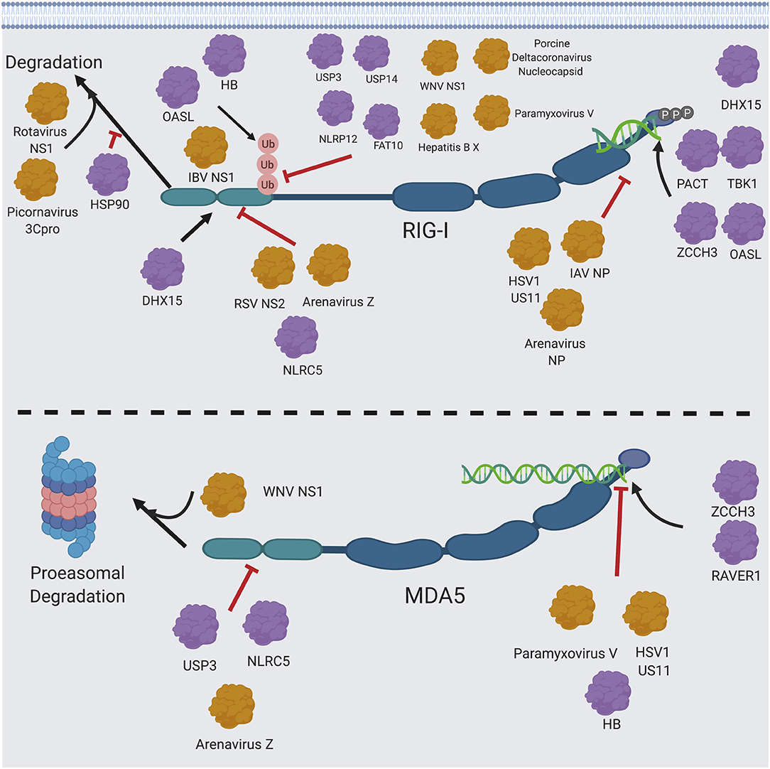 Frontiers | Comparative Structure and Function Analysis of the RIG 