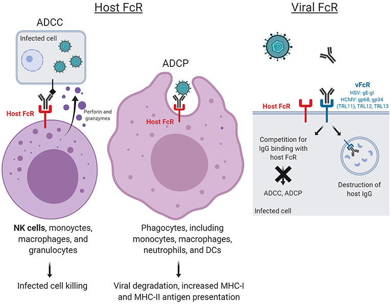 Herpes simplex virus enhances chemokine function through