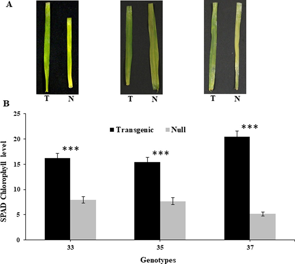 Frontiers | Improved Wheat Growth and Yield by Delayed Leaf Senescence ...