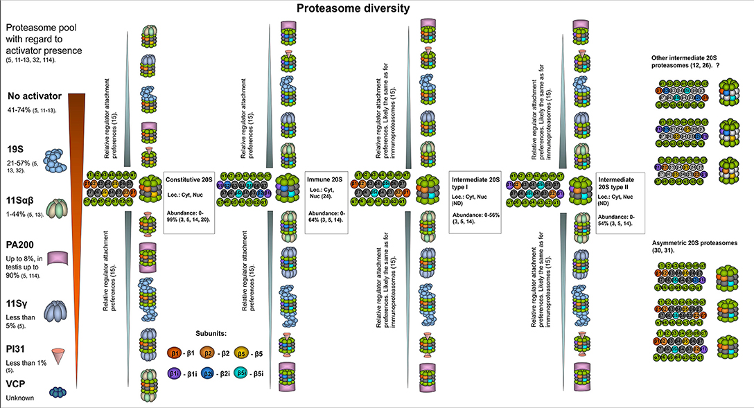 An abundance of free regulatory (19S) proteasome particles