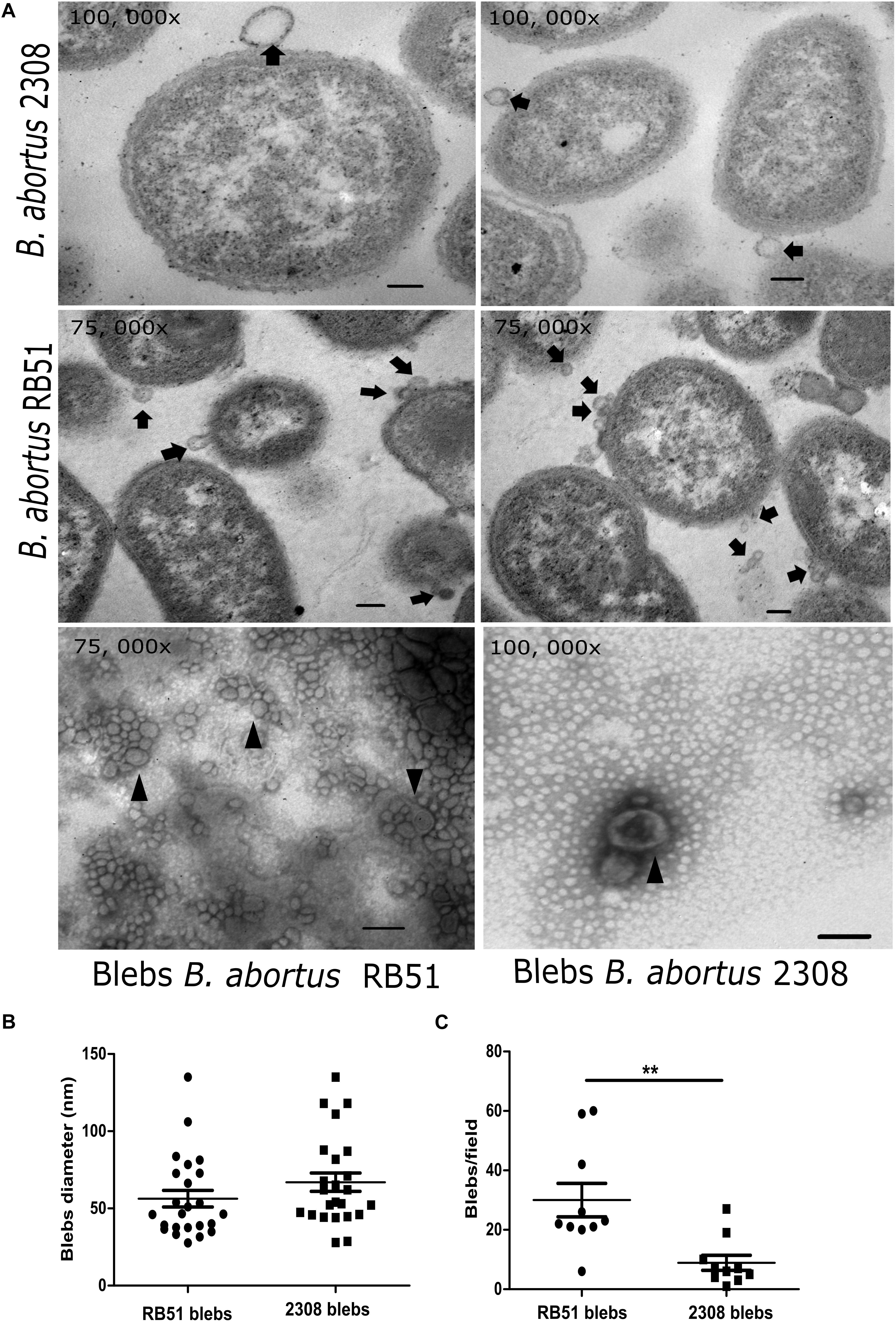 Afbestille broderi Match Frontiers | Proteomic Analysis of Membrane Blebs of Brucella abortus 2308  and RB51 and Their Evaluation as an Acellular Vaccine | Microbiology