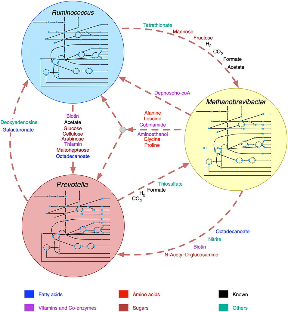 Genome-driven evolutionary game theory helps understand the rise of metabolic interdependencies in microbial communities