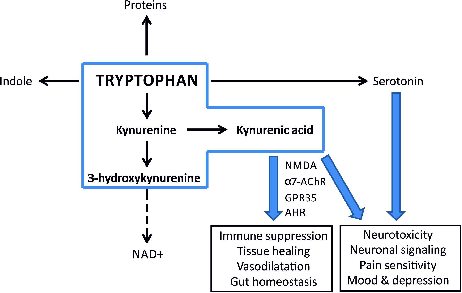 Frontiers | Tryptophan and Kynurenine Pathway Metabolites ...