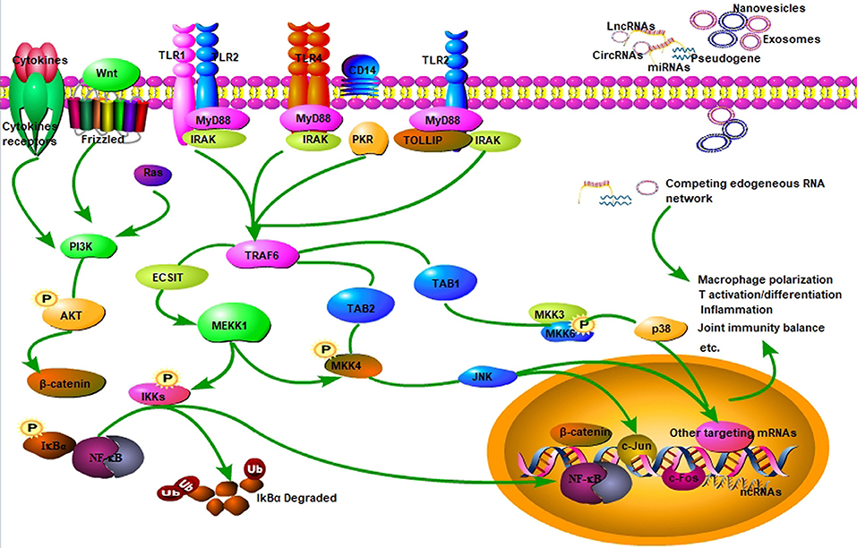 Frontiers  MicroRNAs, long non-coding RNAs, and circular RNAs and
