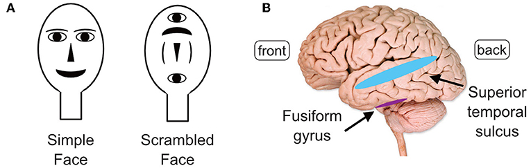 Figure 1 - (A) Newborns were shown a simple face (left) and a scrambled face (right).