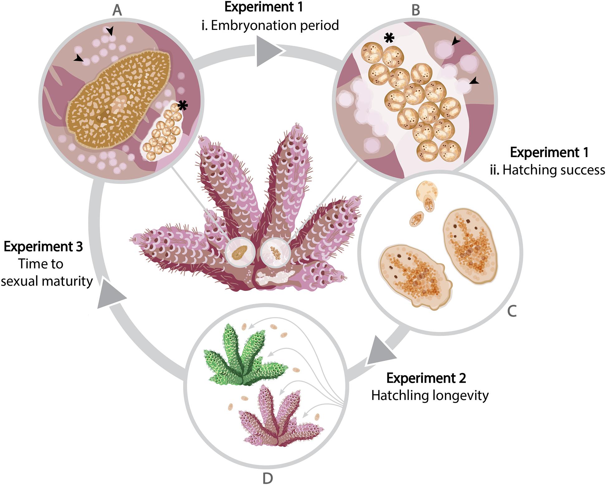 Coral Life Cycle Diagram