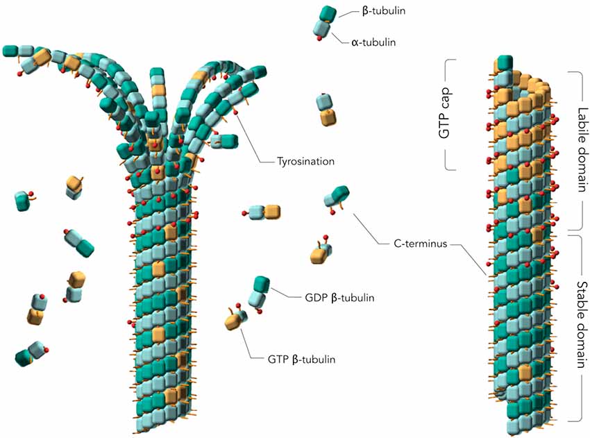 Frontiers Role Of Tau As A Microtubule Associated Protein Structural And Functional Aspects Frontiers In Aging Neuroscience