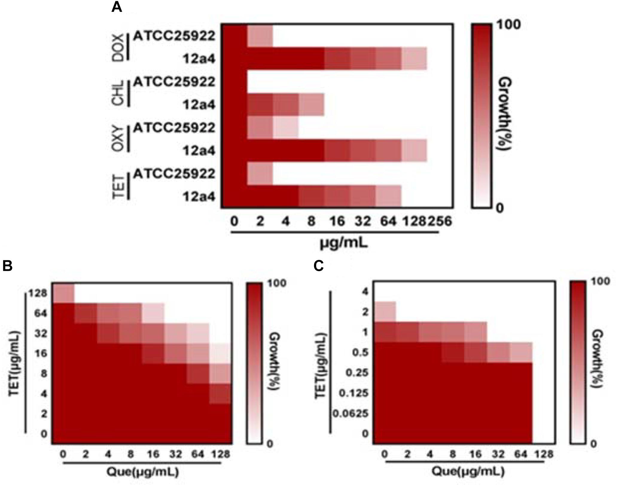Frontiers Mechanism Of Synergy Between Tetracycline And Quercetin Against Antibiotic Resistant Escherichia Coli Microbiology