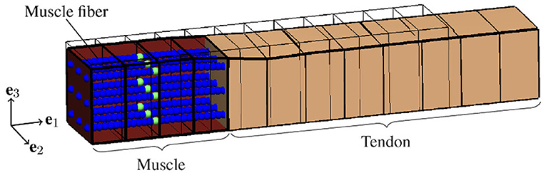 www.frontiersin.org