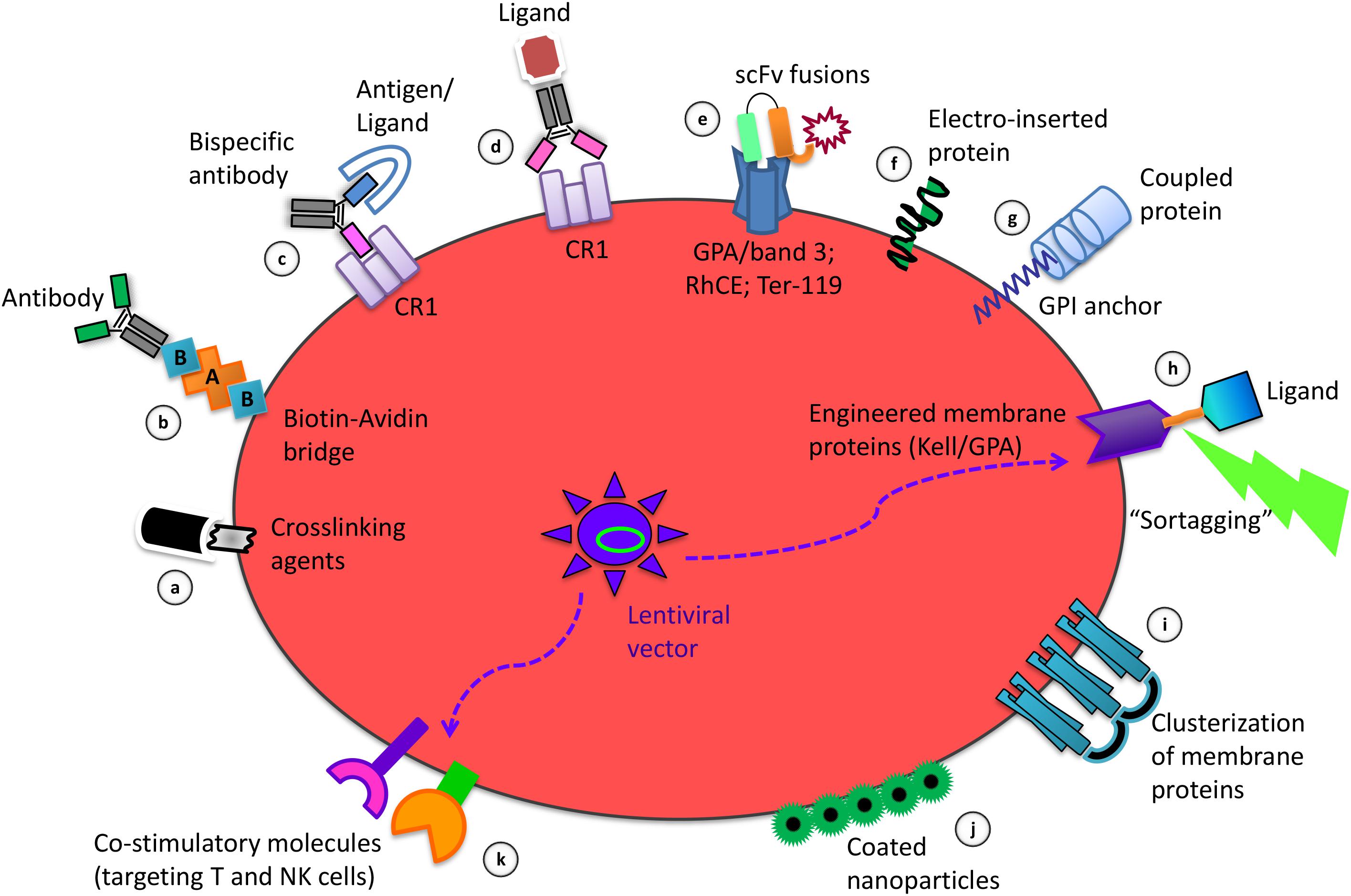 Red Blood Cell Membrane Structure