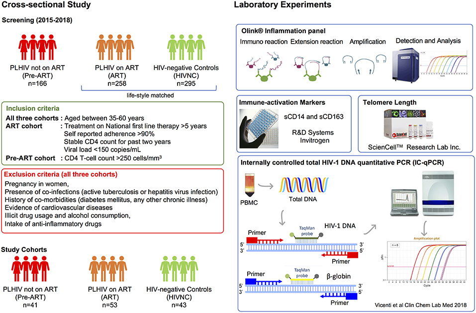 Frontiers | Systemic Inflammation and the Increased Risk of Inflamm-Aging  and Age-Associated Diseases in People Living With HIV on Long Term  Suppressive Antiretroviral Therapy