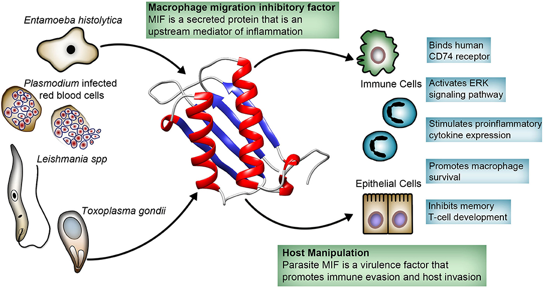 Frontiers Parasite Produced Mif Cytokine Role In Immune