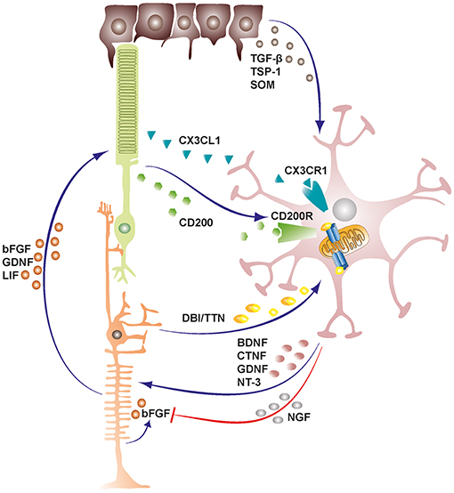 Frontiers Microglia In Retinal Degeneration Immunology