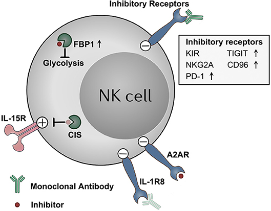 PDF) Lymphocytes Negatively Regulate NK Cell Activity via Qa-1b following  Viral Infection