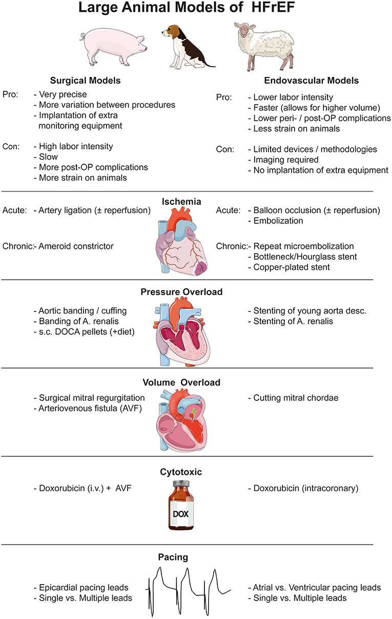 Frontiers | Large Animal Models of Heart Failure With Reduced Ejection  Fraction (HFrEF)