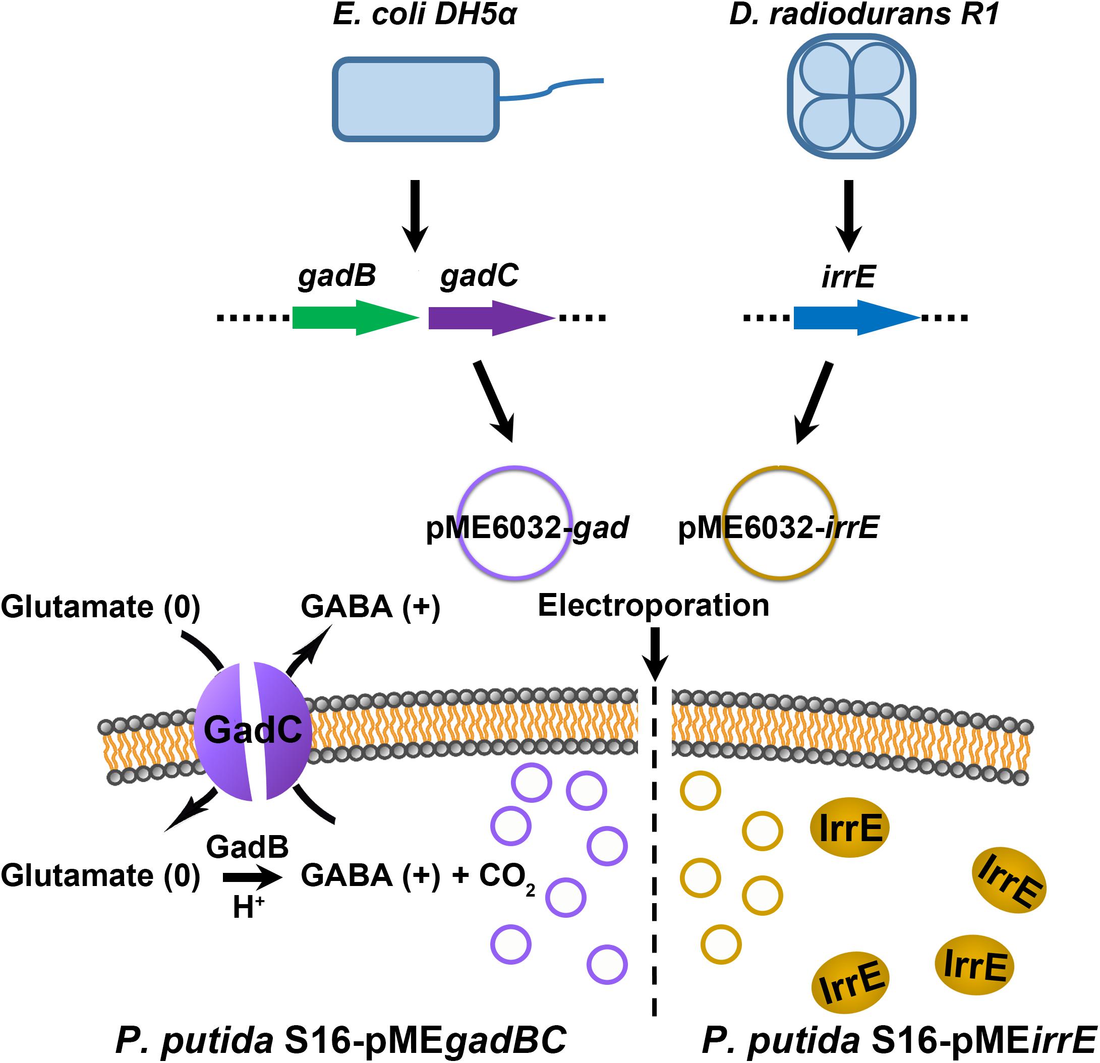 Application of Deinococcus radiodurans for bioremediation of