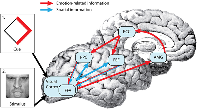 Brain down. Мозг механизм. Внимание мозг. Журнал Frontiers in Neuroscience. Brain down перевод.