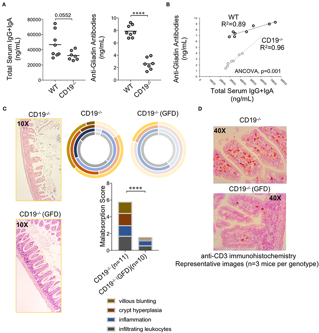 Frontiers  Gut Antibody Deficiency in a Mouse Model of CVID Results in  Spontaneous Development of a Gluten-Sensitive Enteropathy