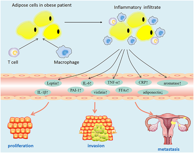 endometrial cancer is it genetic)