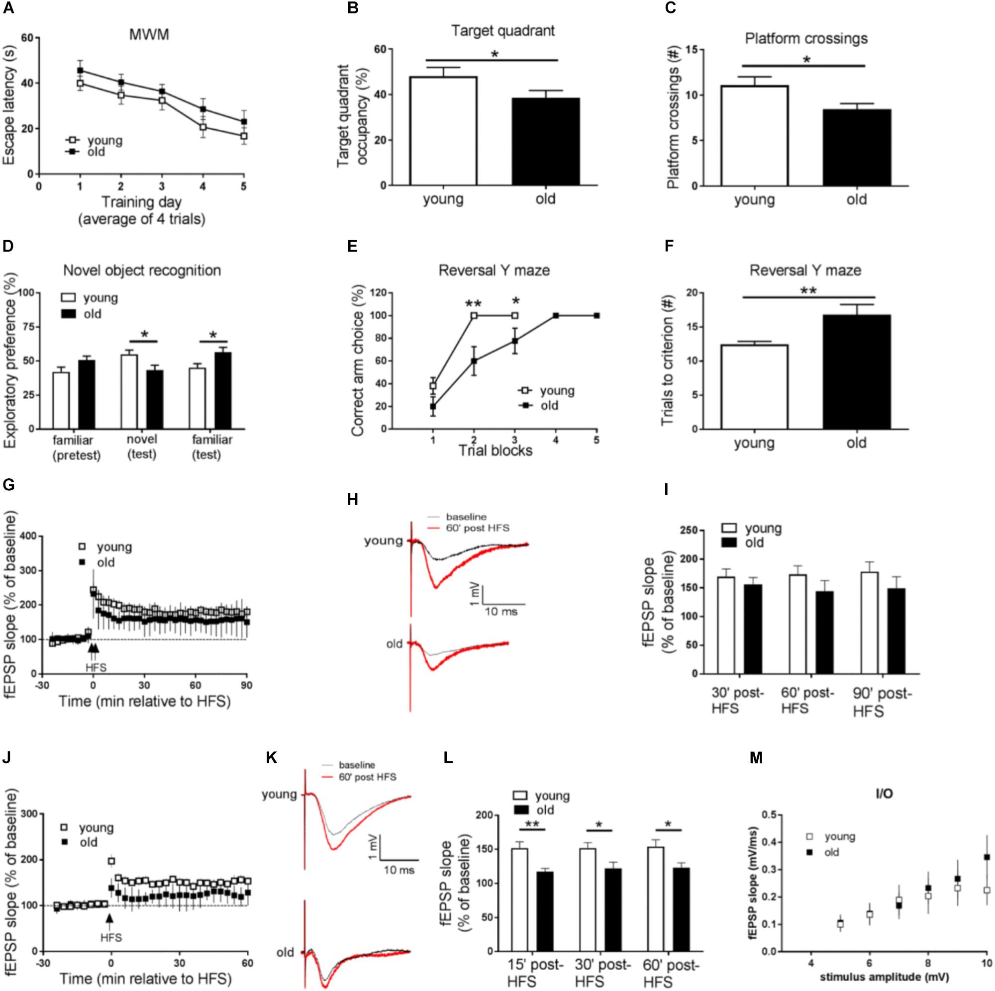 Frontiers Memory Decline and Behavioral Inflexibility in Aged Mice Are Correlated With Dysregulation of Protein Synthesis Capacity