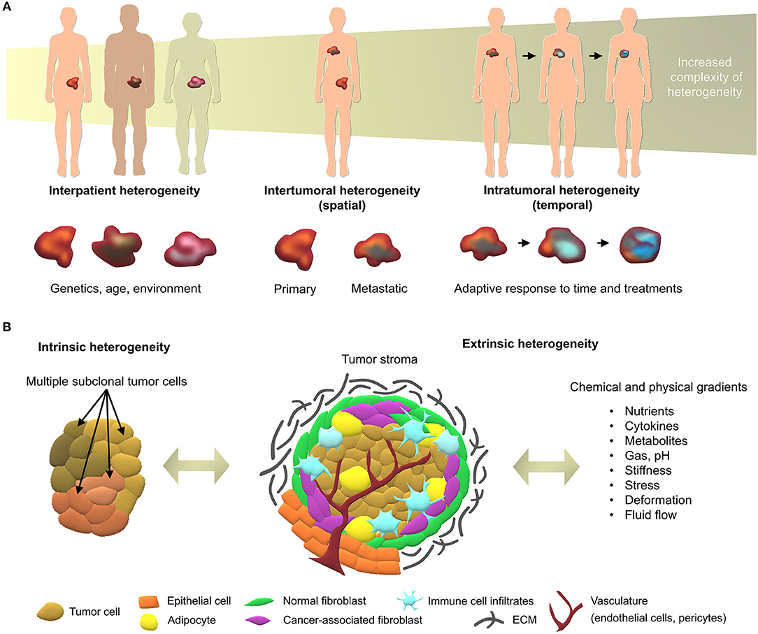 Frontiers  Engineering Breast Cancer On-chip—Moving Toward