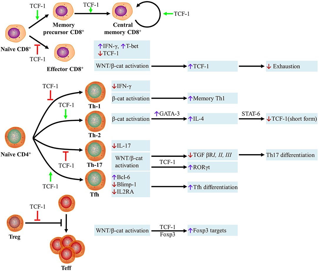 Frontiers Wnt B Catenin Signaling Pathway Regulating T Cell Inflammation In The Tumor Microenvironment Immunology