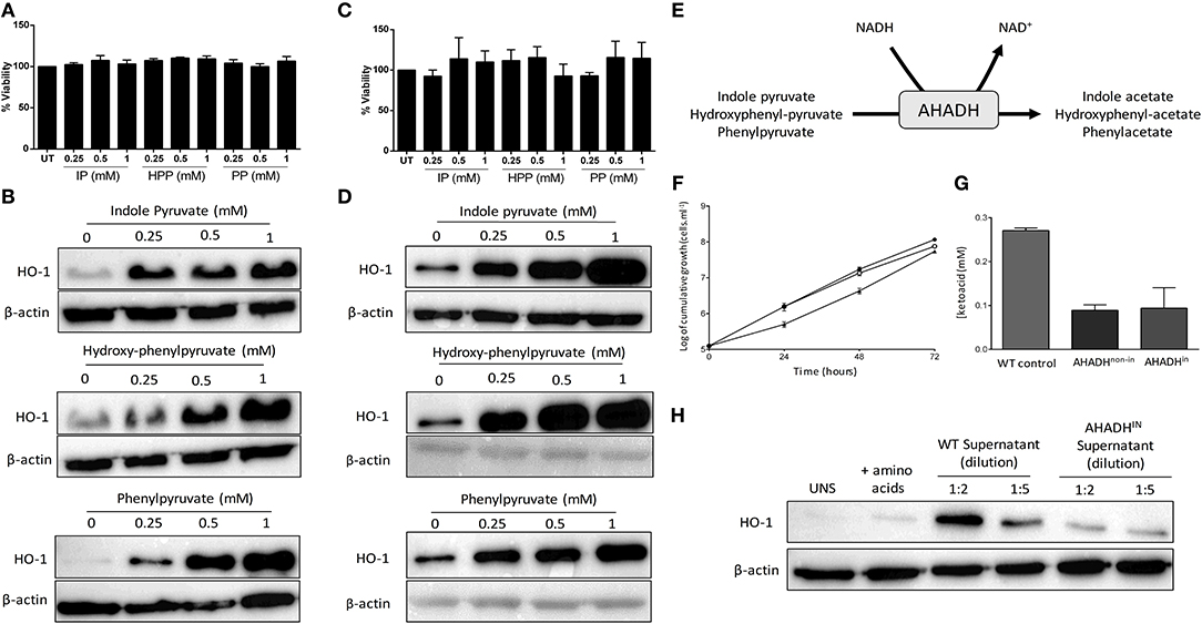 Frontiers  Fatty acid uptake in Trypanosoma brucei: Host resources and  possible mechanisms